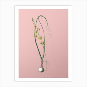 Vintage Albuca Botanical on Soft Pink Art Print