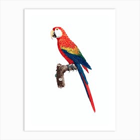 Vintage Scarlet Ara Macaw Bird Illustration on Pure White Art Print