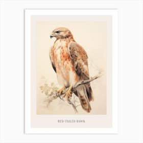 Vintage Bird Drawing Red Tailed Hawk 1 Poster Art Print