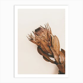 Dried Protea Art Print