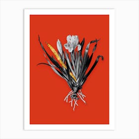 Vintage Crimean Iris Black and White Gold Leaf Floral Art on Tomato Red n.0496 Art Print