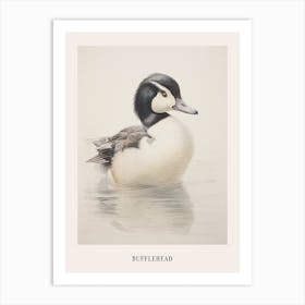 Vintage Bird Drawing Bufflehead 2 Poster Art Print