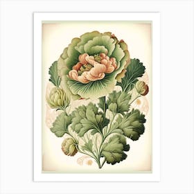 Ranunculus Floral 1 Botanical Vintage Poster Flower Art Print