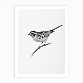 Sparrow B&W Pencil Drawing 1 Bird Art Print