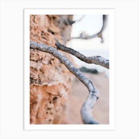 Tree Root // Ibiza Nature Photography Art Print
