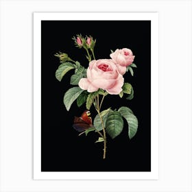 Vintage Provence Rose Botanical Illustration on Solid Black n.0560 Art Print