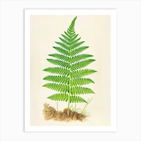 Vintage Illustration Wood Fern 4 Art Print