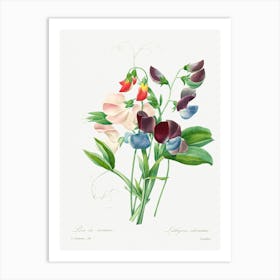 Sweet Pea, Pierre Joseph Redoute (2) Art Print