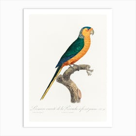The Yellow Fronted Parakeet, From Natural History Of Parrots, Francois Levaillant Art Print
