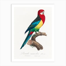 The Eastern Rosella,From Natural History Of Parrots, Francois Levaillant Art Print