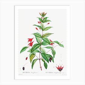 Hardy Fuchsia, Pierre Joseph Redoute Art Print