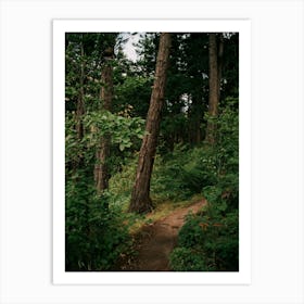 Forest Trail III Art Print