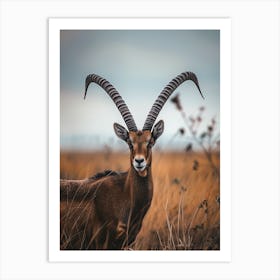 Antelope Art Print