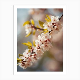 Cherry Blossoms 48 Art Print