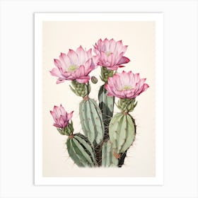Vintage Cactus Illustration Gymnocalycium Cactus 1 Art Print