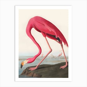 Pink Flamingo From Birds Of America by John James Audubon (1827), Etched By Robert Havell Art Print