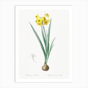 Daffodil Illustration From Les Liliacées, Pierre Joseph Redouté Art Print