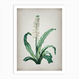 Vintage Eucomis Punctata Botanical on Parchment n.0008 Art Print