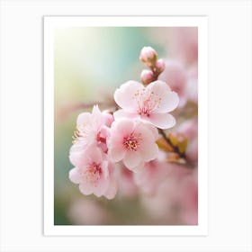 Cherry Blossoms 43 Art Print