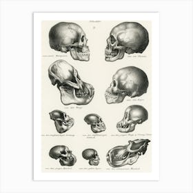 Skulls Of Various Animals Art Print