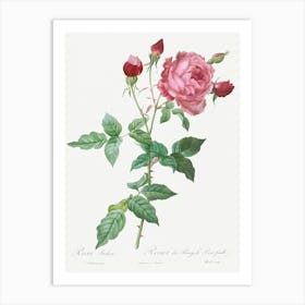 Provence Rose, Pierre Joseph Redoute Art Print