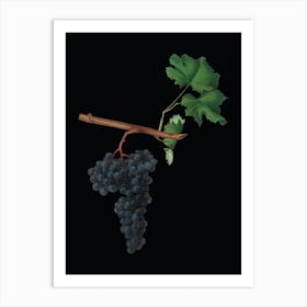 Vintage Dolcetto Grapes Botanical Illustration on Solid Black n.0424 Art Print