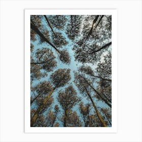 Looking Up At Pine Trees Art Print