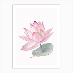 Pink Lotus Pencil Illustration 4 Art Print