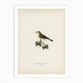 Willow Warbler, The Von Wright Brothers Art Print