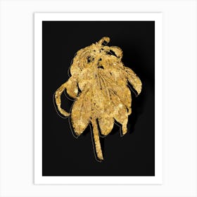 Vintage Spurge Laurel Weeds Botanical in Gold on Black n.0077 Art Print
