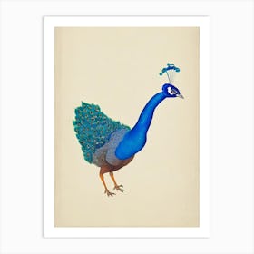 Peacock Illustration Bird Art Print