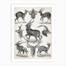 Vintage Haeckel 20 Tafel 100 Antilopen Art Print
