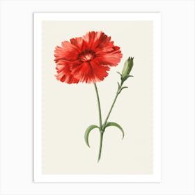 Carnation 1 Art Print