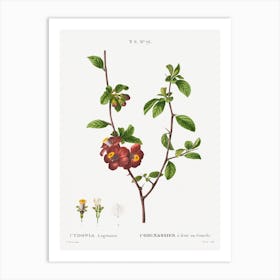 Flowering Quince, Pierre Joseph Redoute Art Print