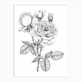 Roses Sketch 18 Art Print