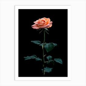 Single Rose On Black Background 39 Art Print