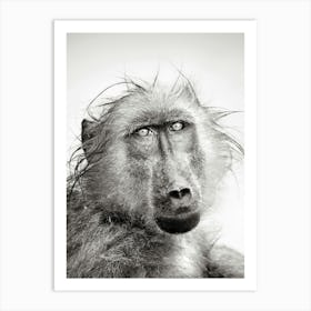 Baboon Art Print