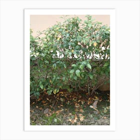 Bushes In The Garden Art Print