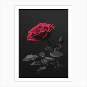 Black And Red Rose Art Print