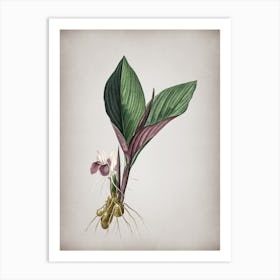 Vintage Koemferia Longa Botanical on Parchment n.0808 Art Print