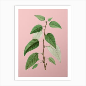 Vintage Balsam Poplar Leaves Botanical on Soft Pink n.0719 Art Print