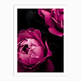 Purple Roses Art Print