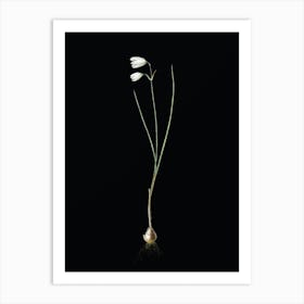 Vintage Snowbell Botanical Illustration on Solid Black Art Print