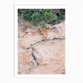 Tree root in Pink Ground // Ibiza Nature Photography  Art Print