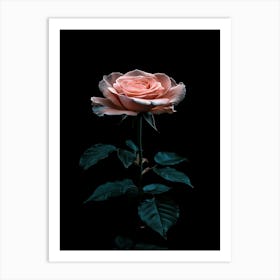 Pink Rose On Black Background 31 Art Print