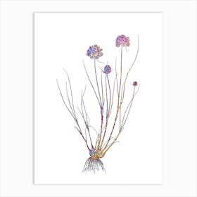 Stained Glass Allium Globosum Mosaic Botanical Illustration on White n.0073 Art Print