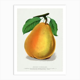 Vintage Botanical Pear Lithograph Art print _2697930 Art Print