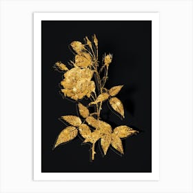 Vintage Common Rose of India Botanical in Gold on Black n.0476 Art Print