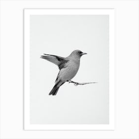 Blackbird B&W Pencil Drawing 1 Bird Art Print