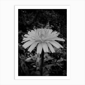 Black And White Dandelion- photogo Art Print